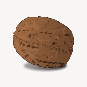 Walnut clipart, illustration vector. Free | Free Vector - rawpixel