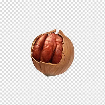 Walnut Dried fruit, walnut transparent background PNG clipart