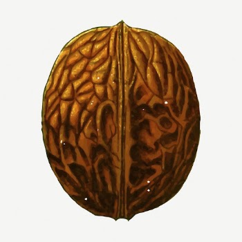Walnut food collage element, vintage | Free PSD - rawpixel