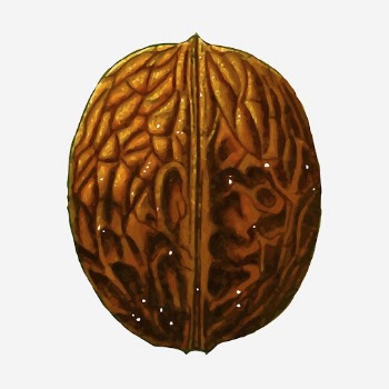 Walnut food hand drawn illustration. | Free Photo - rawpixel