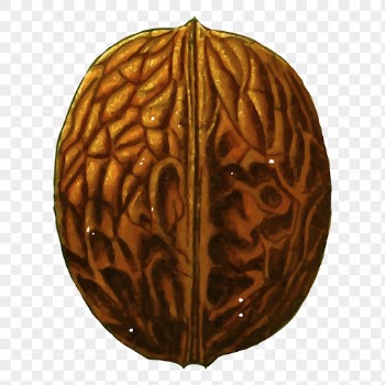 Walnut food png sticker vintage | Free PNG - rawpixel