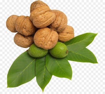 Walnut Nuts Hazelnut Clip art - walnut 