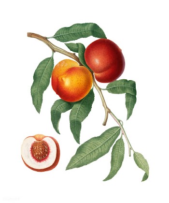 Walnut Peach from Pomona Italiana (1817-1839).. | Free stock vector - 487935