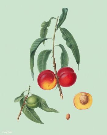 Walnut peach from Pomona Italiana (1817-1839).. | Free stock vector - 488041