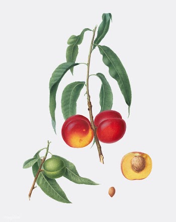 Walnut peach from Pomona Italiana illustratio.. | Free stock vector - 488038