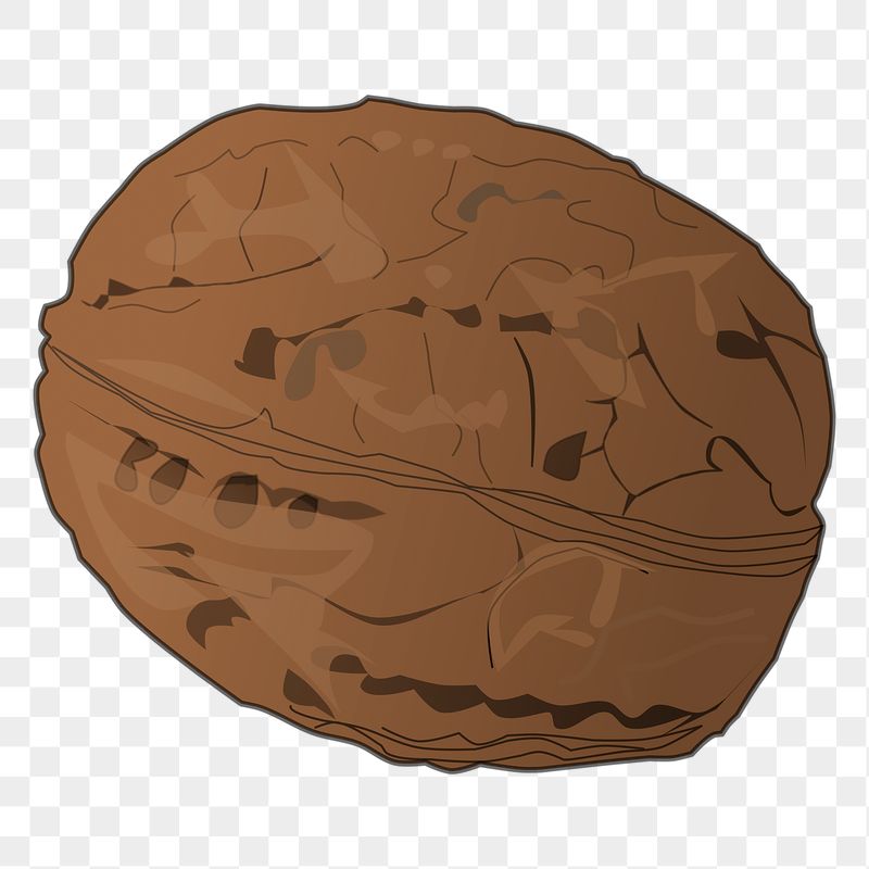 Walnut png sticker, transparent background. | Free PNG - rawpixel