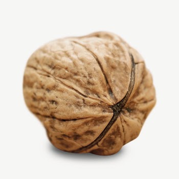 Walnut shell collage element psd | Free PSD - rawpixel