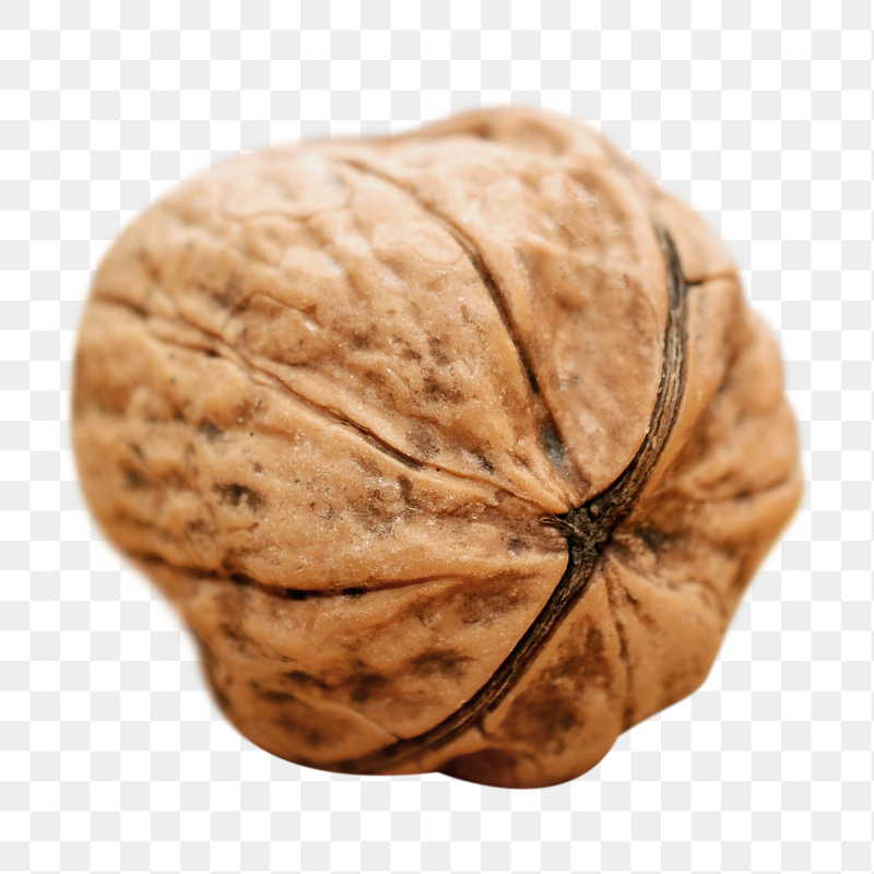 Walnut shell png sticker, transparent | Free PNG - rawpixel