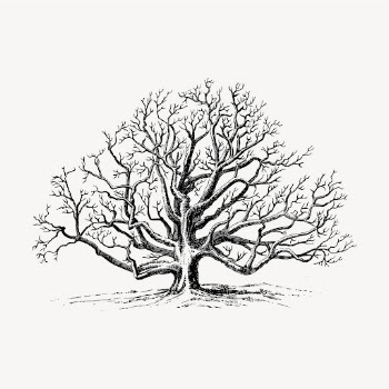 Walnut tree clipart, vintage illustration | Free Vector - rawpixel