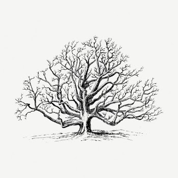 Walnut tree collage element, vintage | Free PSD - rawpixel