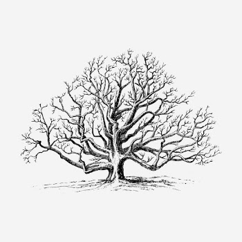Walnut tree hand drawn illustration. | Free Photo - rawpixel