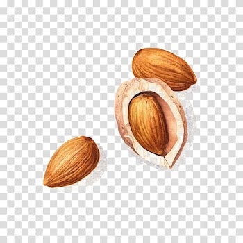 Walnut , Watercolor painting Drawing Illustration, Almond deductible element transparent background PNG clipart