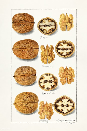 Walnuts (Juglans) (1911) by Amanda Almira Newton. Original from U.S. D.. | Free public domain illustration - 2287876