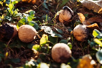 Walnuts on the ground