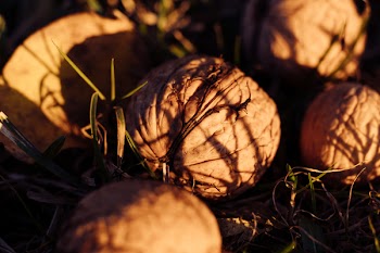 Walnuts on the ground closeup