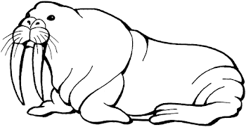 Walrus Clipart Free | Free download best Walrus Clipart Free on ...