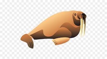 Walrus, Drawing, Download, Vertebrate PNG