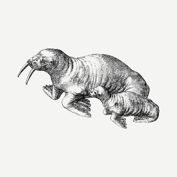 Walrus drawing, vintage illustration psd. | Free PSD - rawpixel