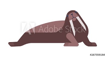 Walrus flat vector illustration