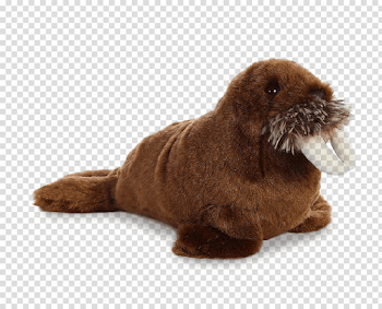 Walrus PNG Free Download