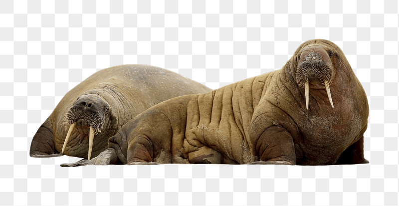 Walrus png sticker, transparent background | Free PNG - rawpixel