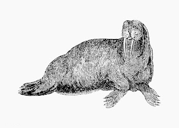 Walrus shade drawing | Free stock vector - 562281