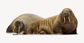 Walrus sticker, marine mammals photo | Free PSD - rawpixel