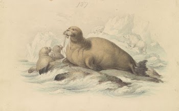 Walruses | Free Photo - rawpixel