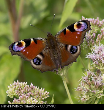 Waltham Leas Primary Academy - Welcome to Butterfly