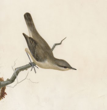 Warbler: Reed Wren | Free Photo - rawpixel