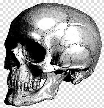 Warp 1977 Dim Mak Christmas Vendetta...Spares Of Romborama Song, Black and white sketch skull bone ash transparent background PNG clipart