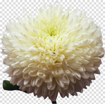 Warsaw Hermes Bloemen Chrysanthemum, White chrysanthemum group transparent background PNG clipart