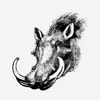 Warthog head drawing, wildlife vintage | Free PSD - rawpixel