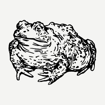 Warty toad drawing, vintage illustration | Free PSD - rawpixel