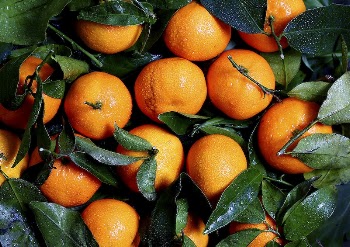 Washed oranges and green leaves | Free Photo - rawpixel