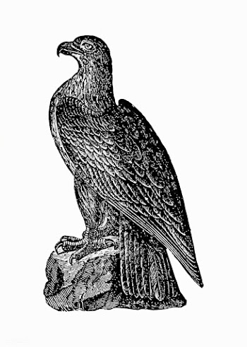 Washington eagle drawing | Free stock vector - 573333