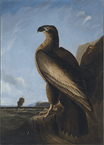 Washington Sea Eagle (ca. 1836&ndash;1839) | Free Photo - rawpixel