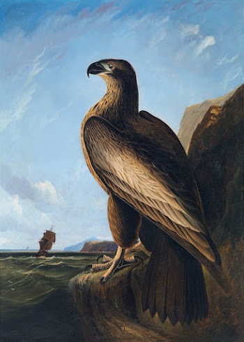 Washington Sea Eagle (ca. 1836&ndash;1839)… | Free public domain illustration
