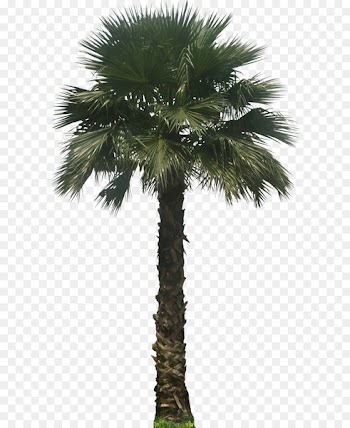 Washingtonia robusta Washingtonia filifera Arecaceae Embryophyta Tree - Palm 