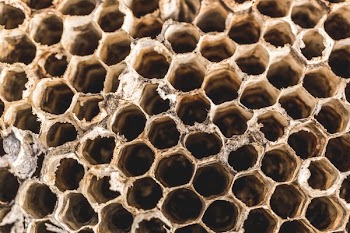 Wasp Nest Texture