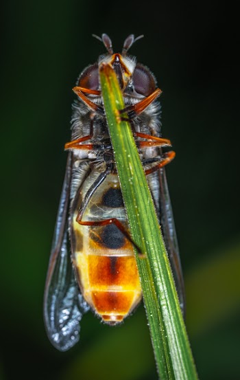 Wasp Perched on Green Leaf