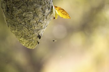 Wasps nest background. Free public | Free Photo - rawpixel