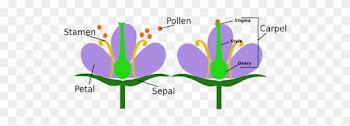 Watch Clipart Stamen - Female And Male Flower Parts