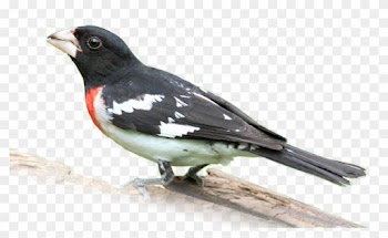 Watch Our Online Show To Learn More About Birds - Rose Breasted Grosbeak Png