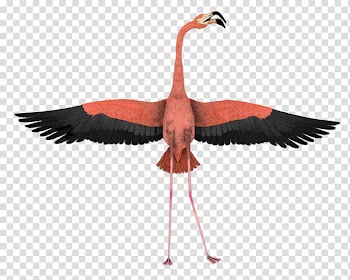 Water bird Flamingo Wing Animal, flamingo transparent background PNG clipart