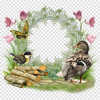 Water bird Friendship Duck Frames, blog transparent background PNG clipart