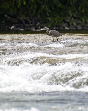 Water Bird on the River