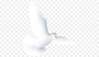 water bird pigeons and doves beak - Dove 