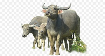 Water buffalo - Buffalo Png Image 