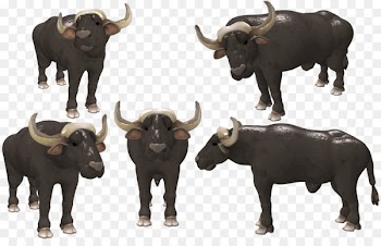 Water buffalo Cattle African buffalo Spore American bison - buffelo transparency and translucency 